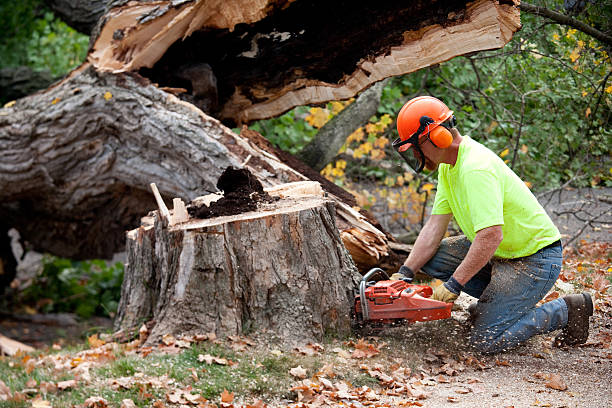 Best Stump Grinding and Removal  in Blawnox, PA