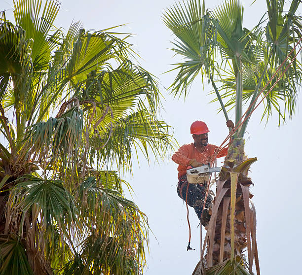 How Our Tree Care Process Works  in  Blawnox, PA