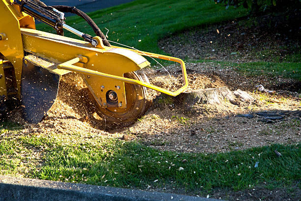 Best Tree Disease Treatment  in Blawnox, PA