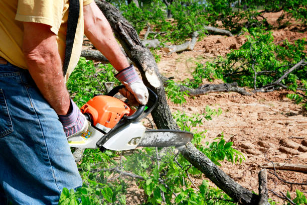 Best Palm Tree Trimming  in Blawnox, PA